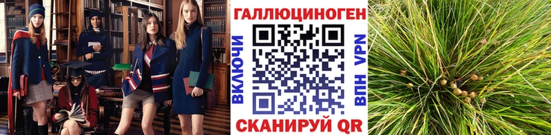 Купить  Биробиджан  Псилоцибиновые грибы Psilocybine cubensis 